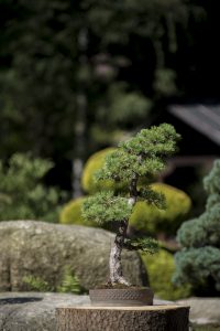 drzewko bonsai w ogrodzie japońskim