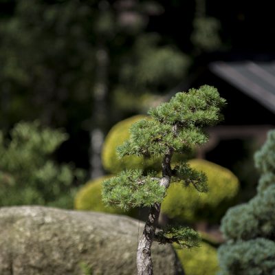 drzewko bonsai w ogrodzie japońskim