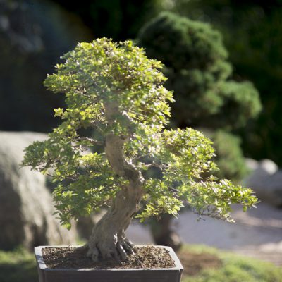 wystawa bonsai w ogrodzie japońskim