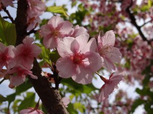 kwitnące wiśnie w ogrodzie japońskim